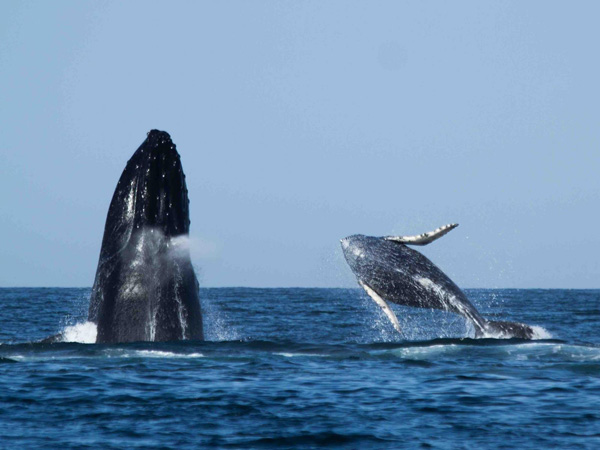Foto 1 de Whale watching in Punta Sal 